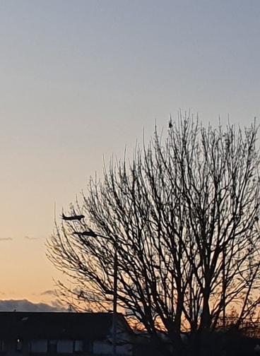 Plane tree sky